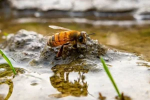 Do Bees Need Water