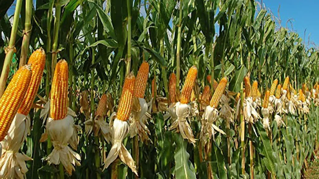 Mexico’s Alliance with Pakistan to Increase Corn and Wheat Production