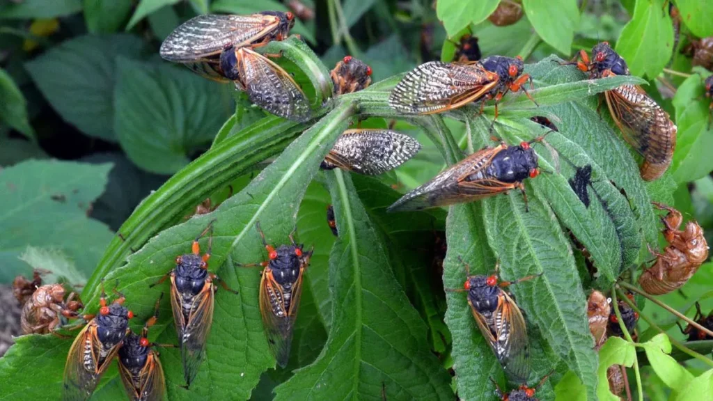 Millions of cicadas in the skies over the United States