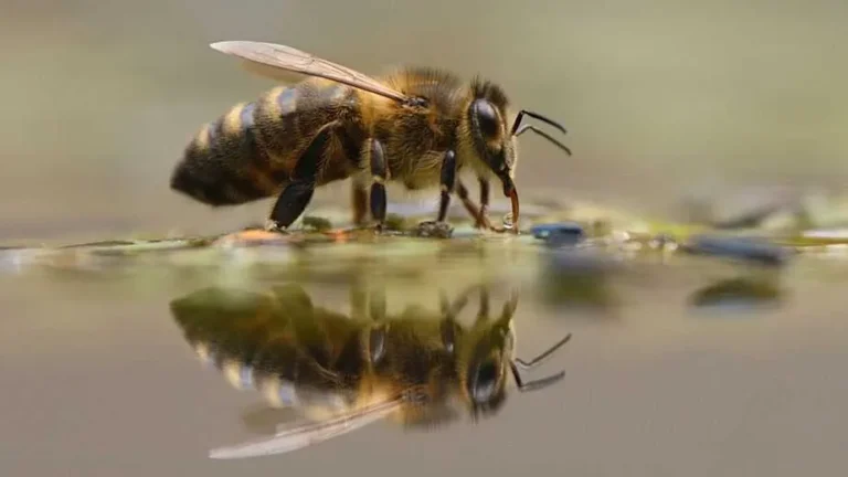 Do Bees Need Water? Essential Hydration Tips for Beekeepers