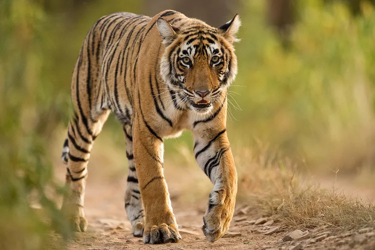 Are There Tigers in Mexico? Understanding the Presence and Challenges of Big Cats in the Country
