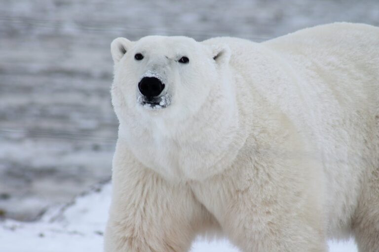 Can Polar Bears Breathe Underwater? Understanding the Aquatic Abilities of Polar Bears