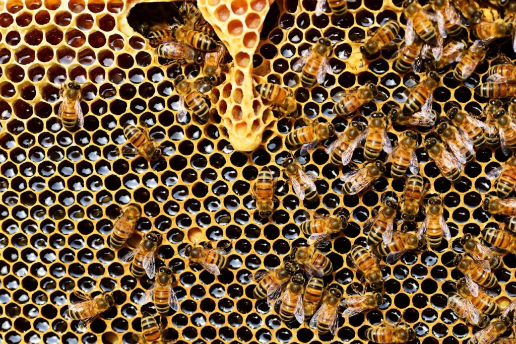 La Importancia de las Abejas: Polinizadores Esenciales para Nuestro Planeta