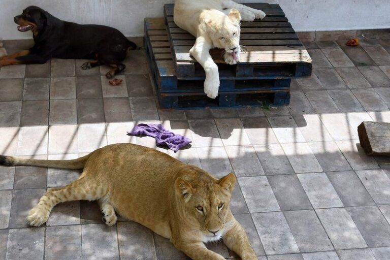 Are there lions in Mexico? Exploring the Presence and Rescue Efforts of Exotic Animals